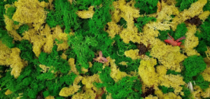 Close-up view of a pile of green moss with scattered plastic bugs.